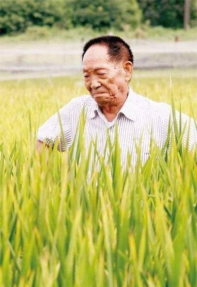 谁发明种水稻(发明水稻的人是)