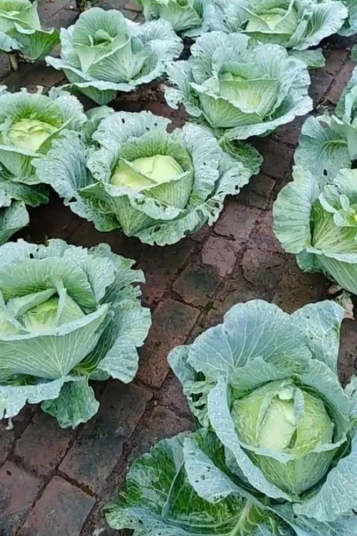 大白菜如何种(大白菜如何种植)