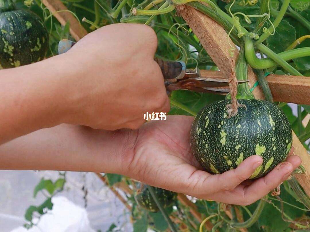 露天种植贝贝小南瓜技术(露天种植贝贝小南瓜技术要点)