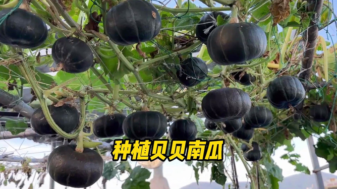露天种植贝贝小南瓜技术(露天种植贝贝小南瓜技术要点)