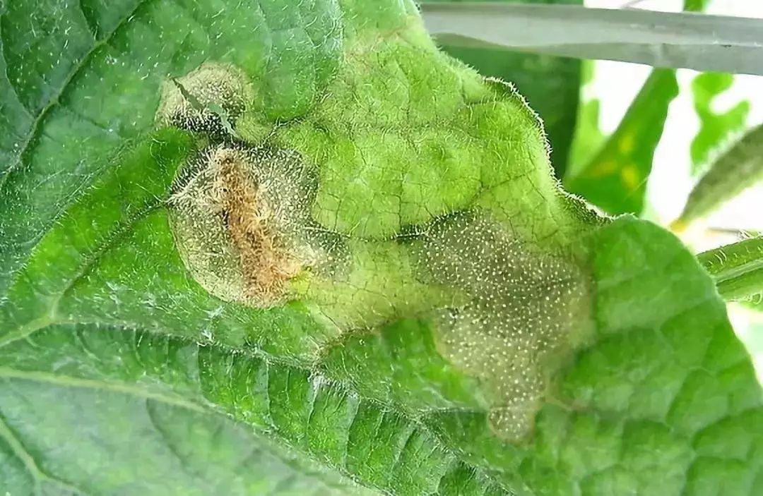 白菜枯萎病用什么药(大白菜枯萎病用什么药)