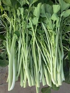 白菜杆子(白菜杆子怎么炒才好吃)