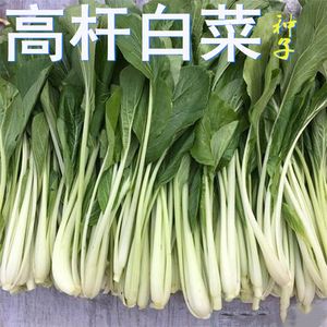 白菜杆子(白菜杆子怎么炒才好吃)