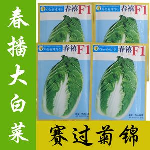 吉锦白菜种子(今锦白菜种子价格)