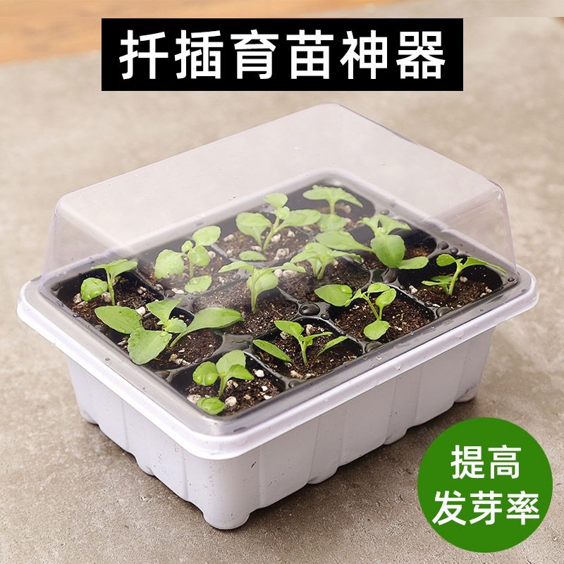 番茄育苗穴盘(番茄育苗注意事项)