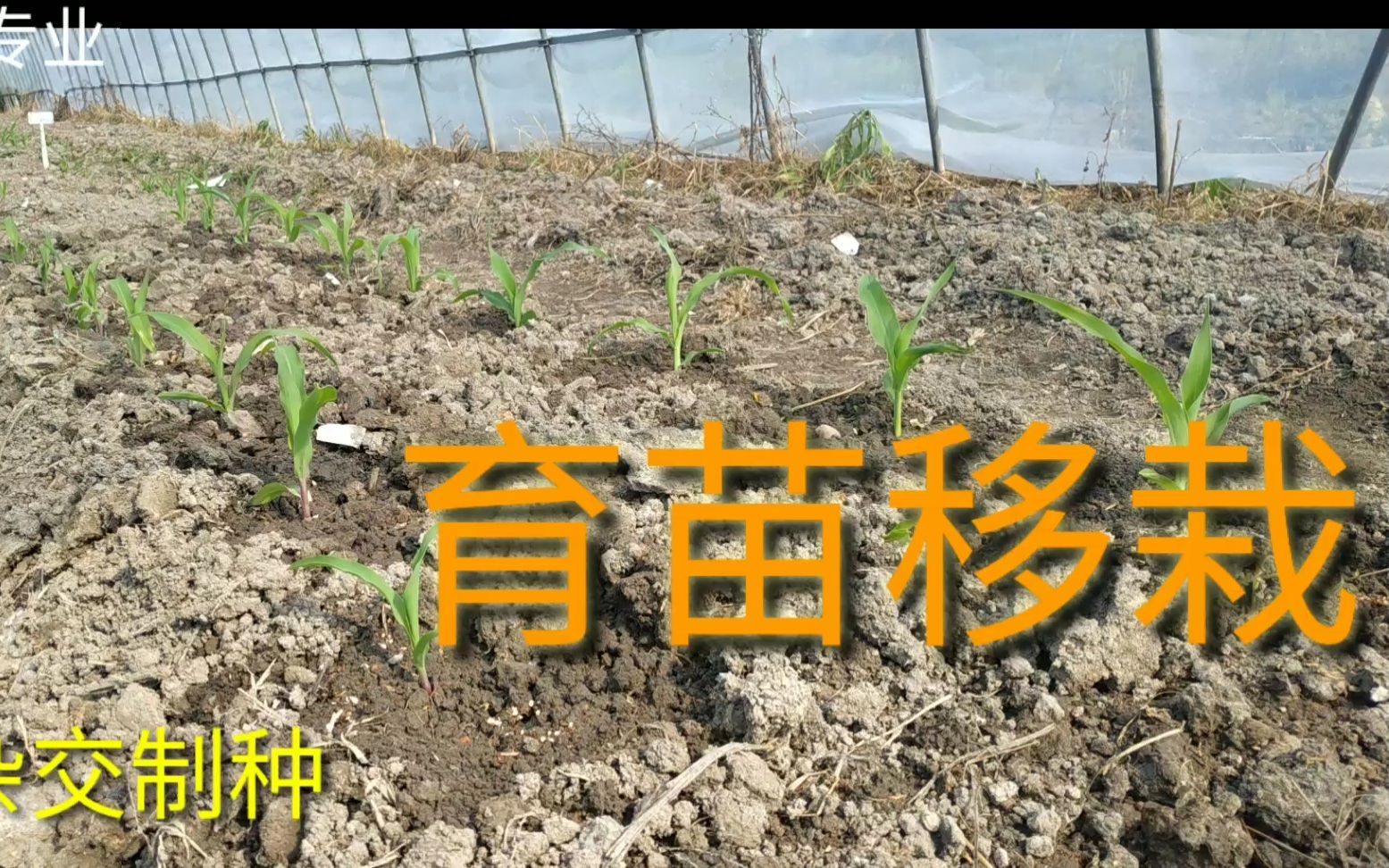 玉米的育苗技术(玉米育苗技术规程)