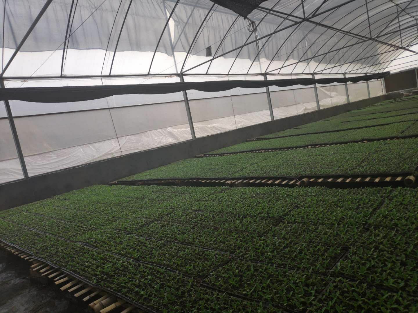 特种蔬菜栽培(特种蔬菜栽培学题库)