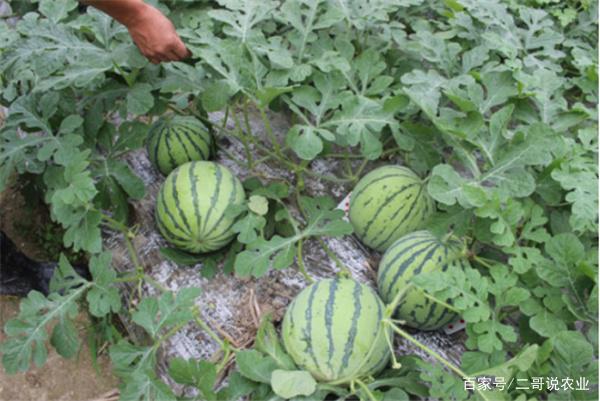 优美西瓜种(西瓜种植过程简短)