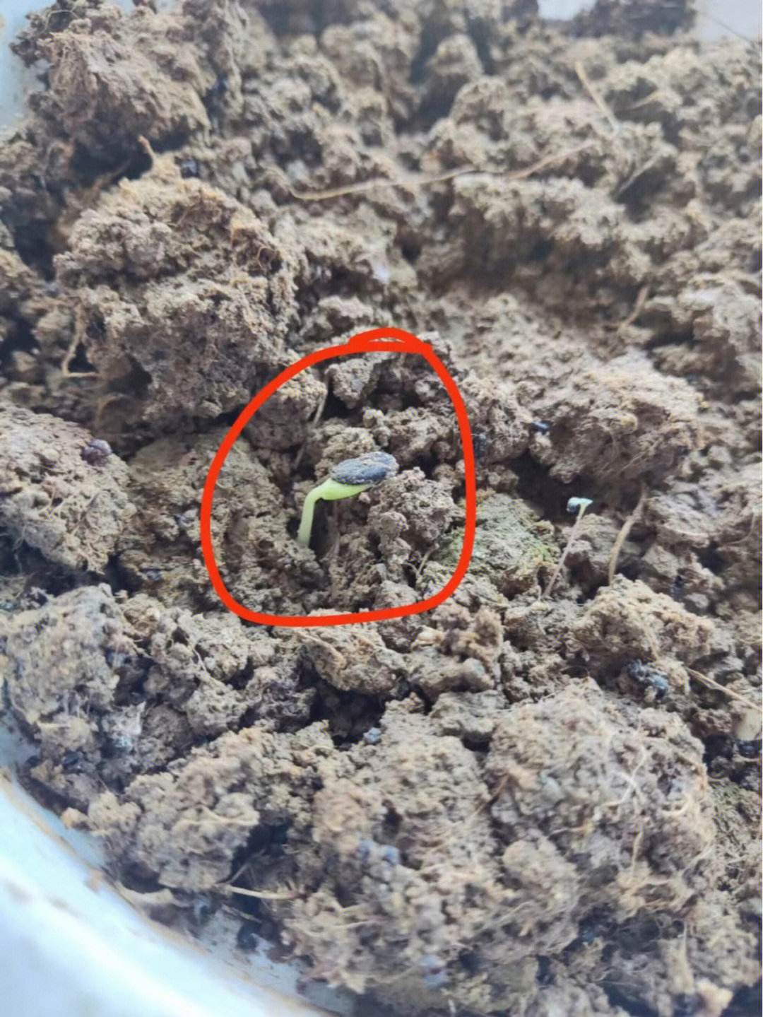 优美西瓜种(西瓜种植过程简短)