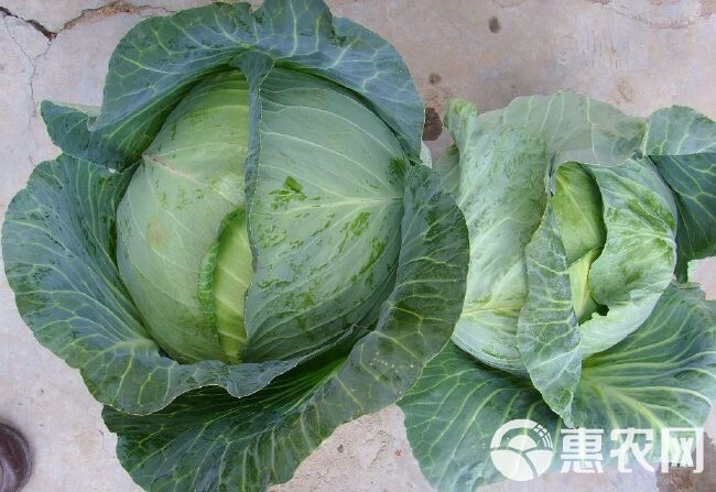 绿甘蓝图片大全(绿甘蓝的功效与禁忌)