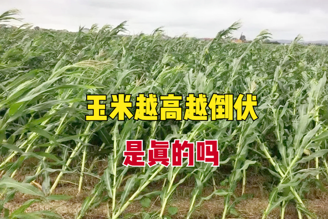 高杆玉米品种(高产矮杆玉米种)