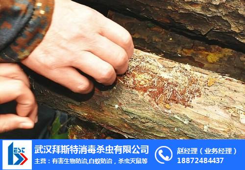 林业虫害治理公司(林业虫害防治具体措施)