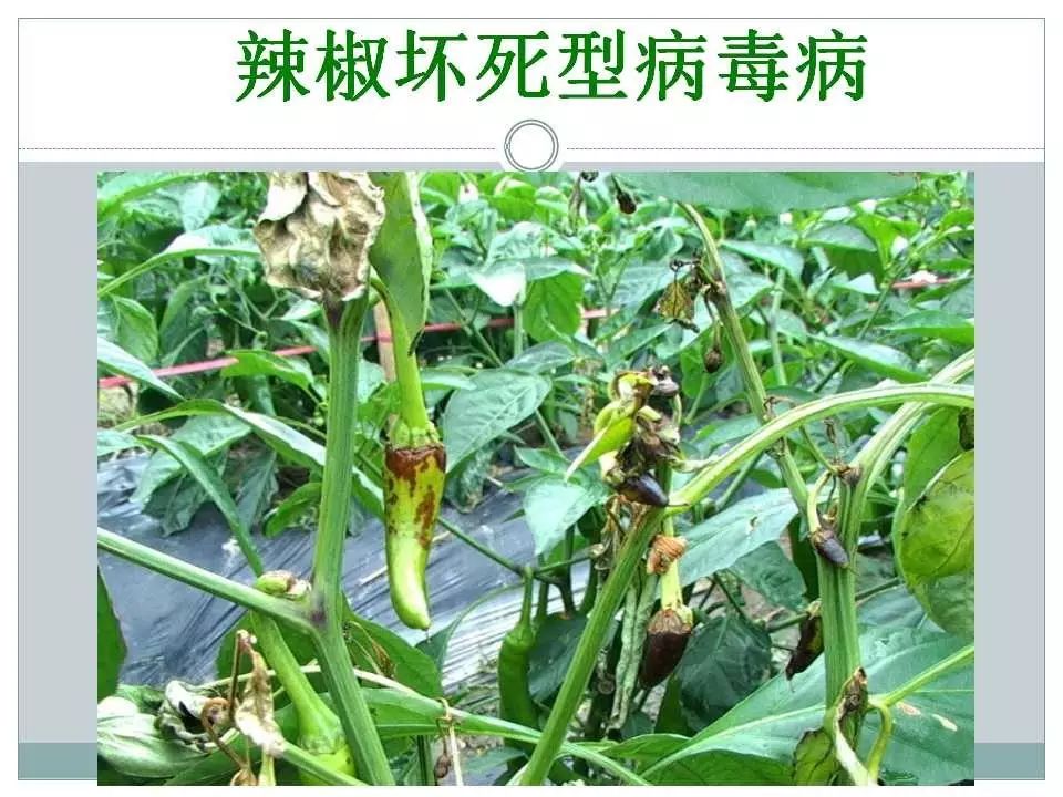 辣椒病虫害防治大全(辣椒病虫害防治大全附图谱的书怎么买到)