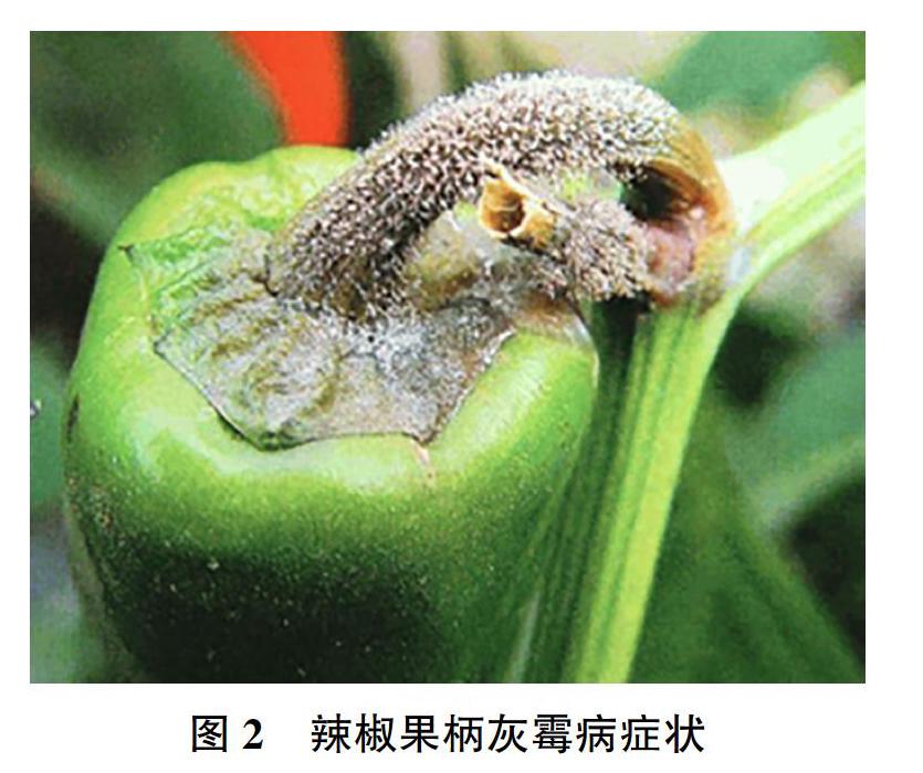 辣椒病虫害防治大全(辣椒病虫害防治大全附图谱的书怎么买到)