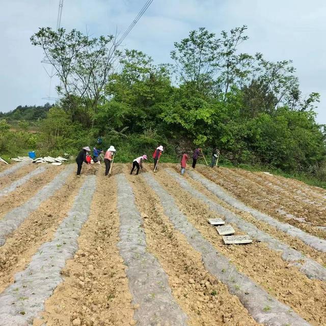 辣椒移栽多深(辣椒移栽多深为宜?)