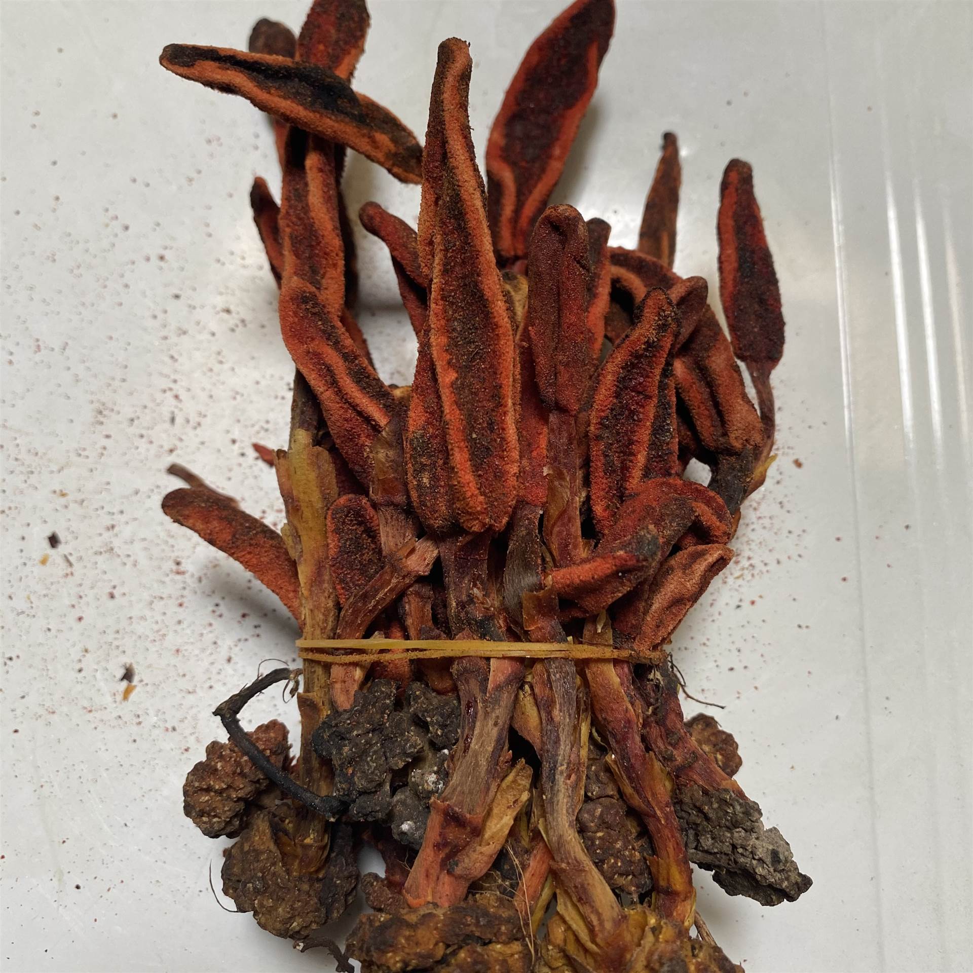 回春草是药材吗(回春草的药用价值是根还是叶)