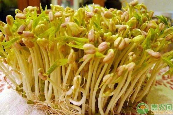 黄豆芽如何种植(黄豆芽种植过程图片)
