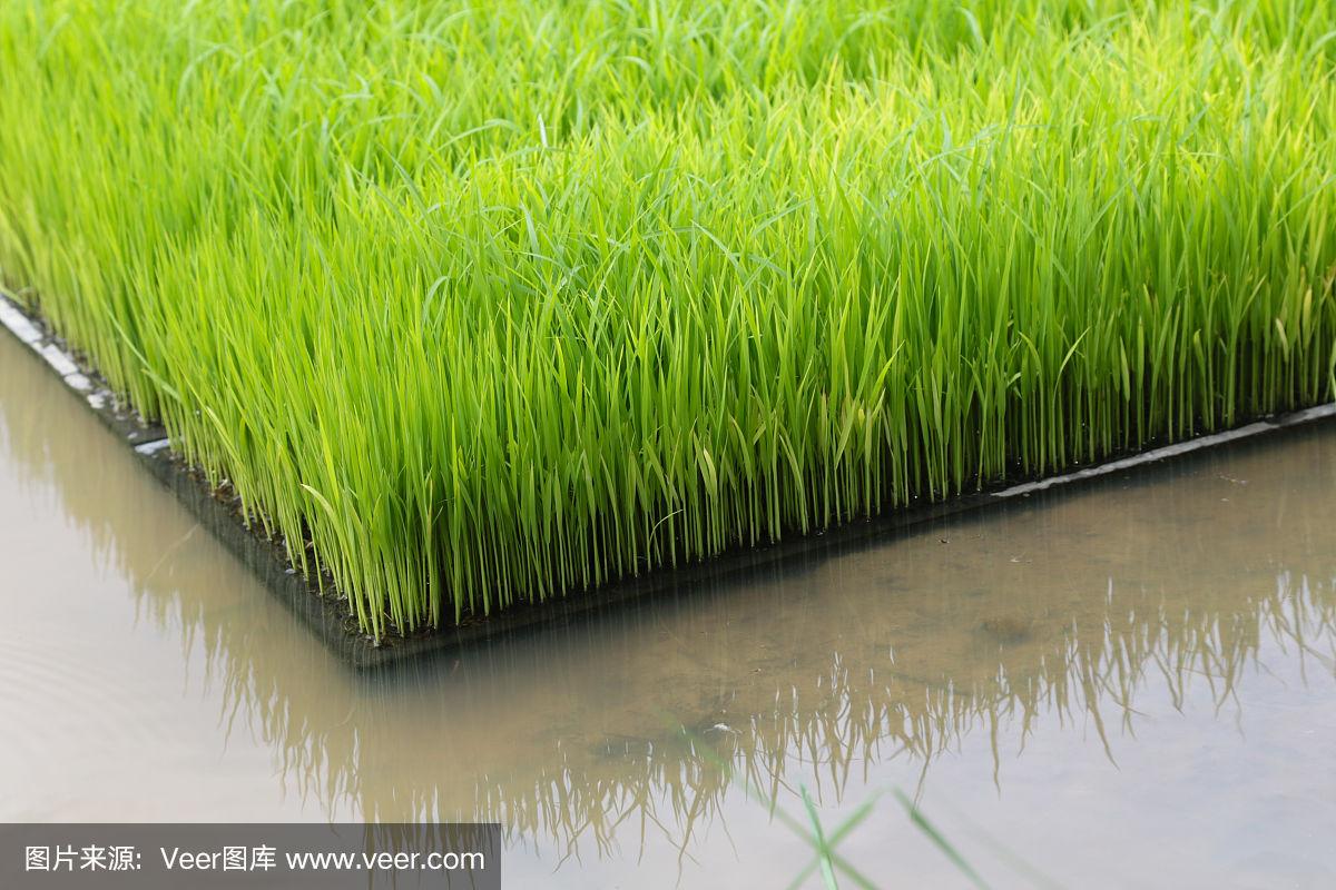 水稻种在水里吗(水稻种在水里能活几天)