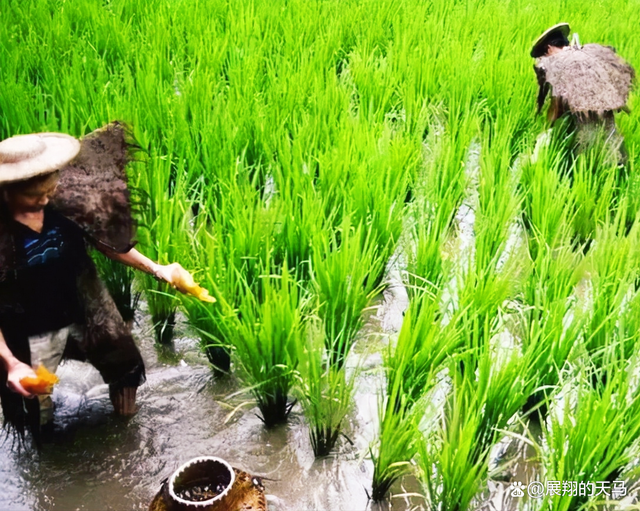 水稻种在水里吗(水稻种在水里能活几天)