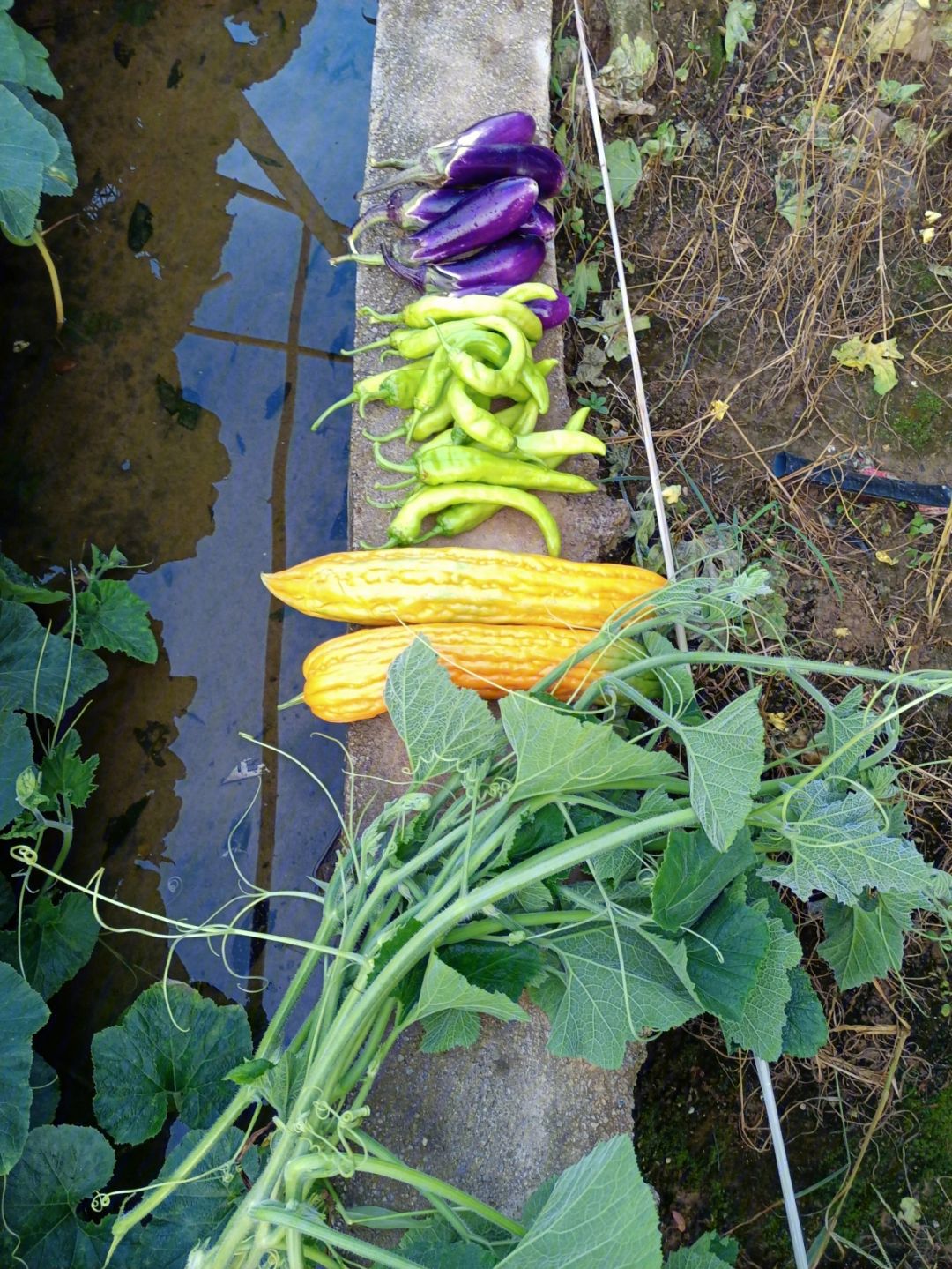 南瓜苗怎么种植(南瓜苗怎么种植方法)
