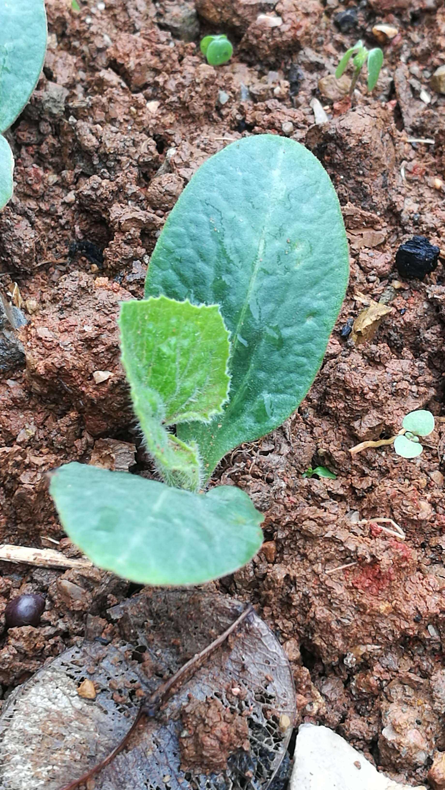 南瓜苗怎么种植(南瓜苗怎么种植方法)