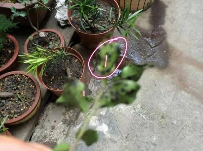 金弹子常见病害与防治(金弹子常见病虫害的用药)