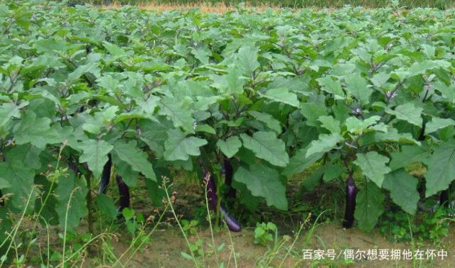 茄子种植多远一颗(栽茄子株距多远一棵)