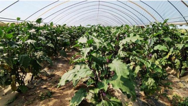茄子种植多远一颗(栽茄子株距多远一棵)