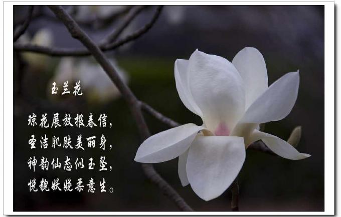 白菜古诗大全(白菜的古诗有哪些)