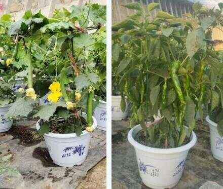 花盆种蔬菜怎么种(用花盆种菜的步骤和技巧)