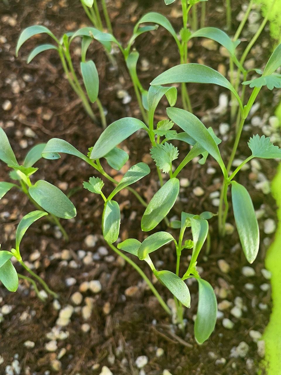 生菜种催芽(生菜催芽需几天时间)