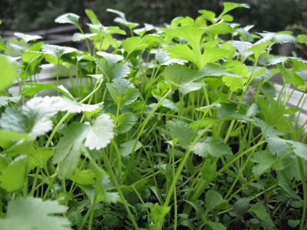 香菜露天种植方法和时间(香菜露天种植方法和时间视频)
