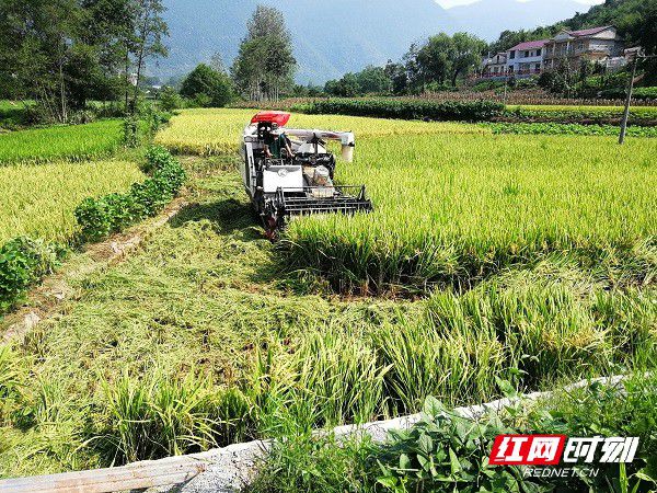 农民播种水稻(农民种植水稻会遇到哪些问题)