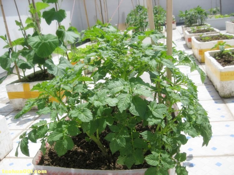 在家种植土豆(在家种植土豆怎么种)