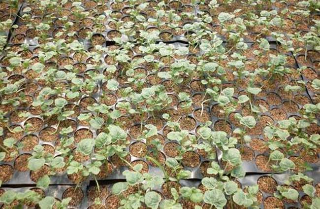 西瓜育苗种植技术完整版(西瓜育苗种植技术完整版视频教程)