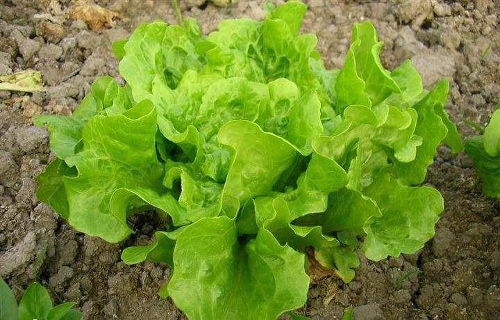 春天适合种青菜吗(春天适合种青菜吗冬天)