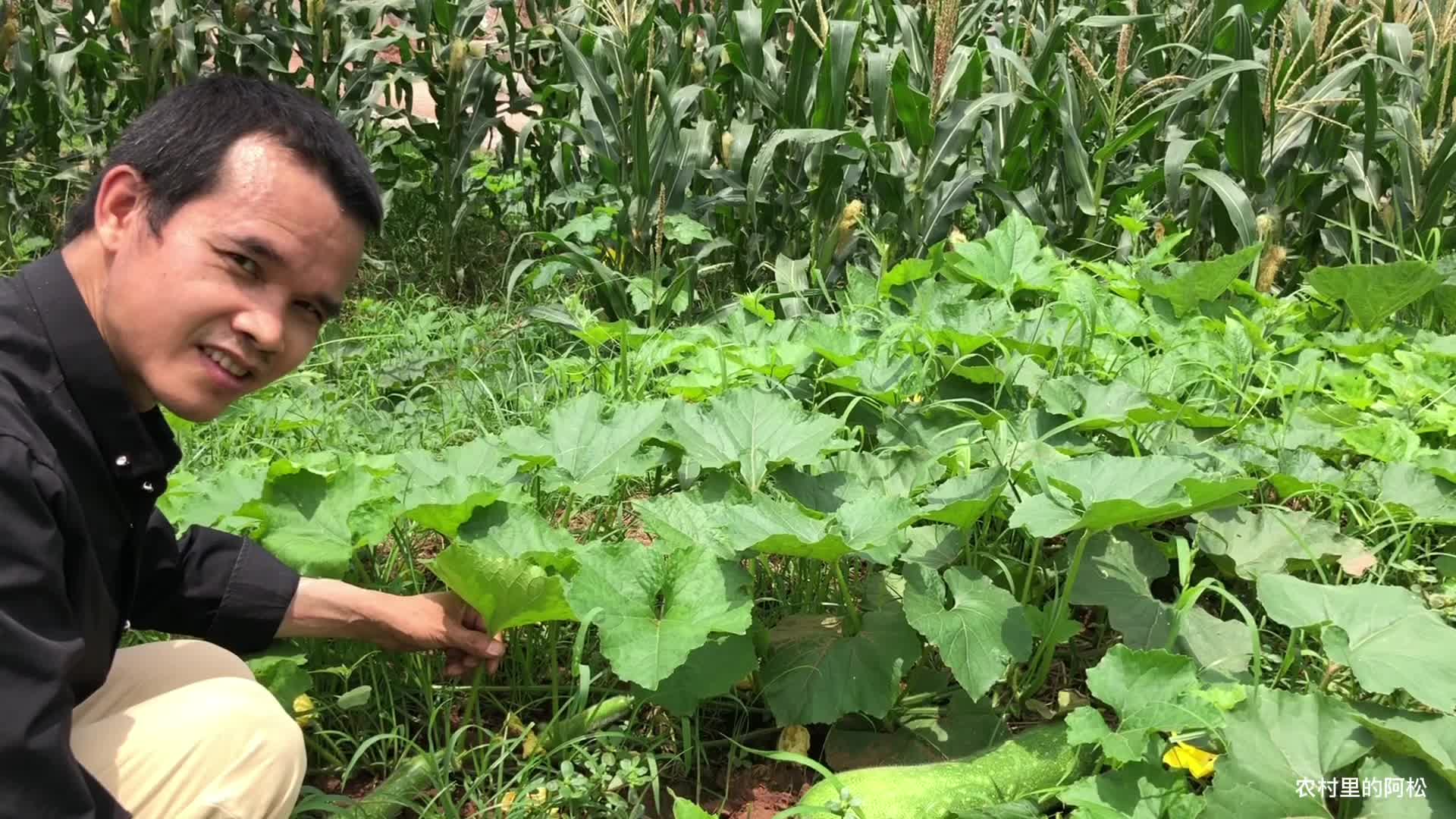 怎样种冬瓜高产(怎样种冬瓜高产呢)