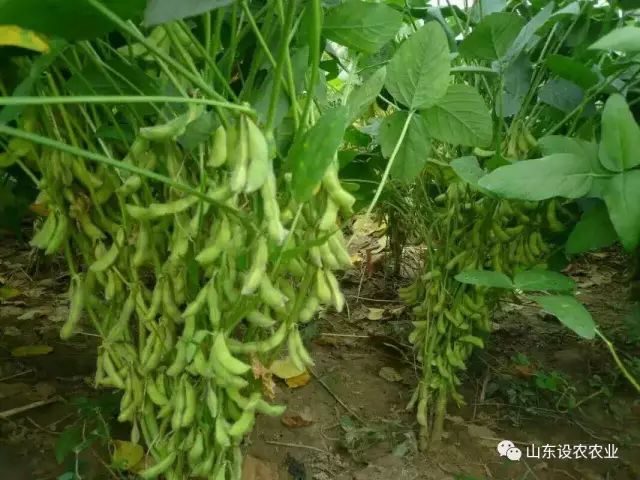 黄豆高产种植技术管理(黄豆高产种植技术管理课件)