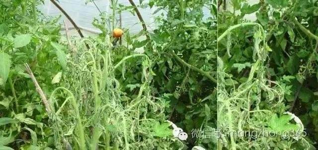 西红柿有哪些病害及防治(西红柿有哪些病害及防治方法视频)