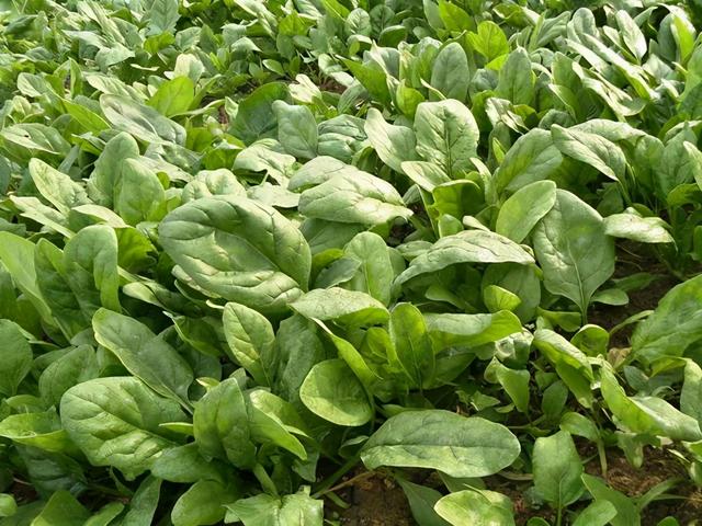菠菜可以无土栽培吗(菠菜可以无土栽培吗视频)