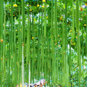 阳台种丝瓜视频(阳台种丝瓜的种植方法)
