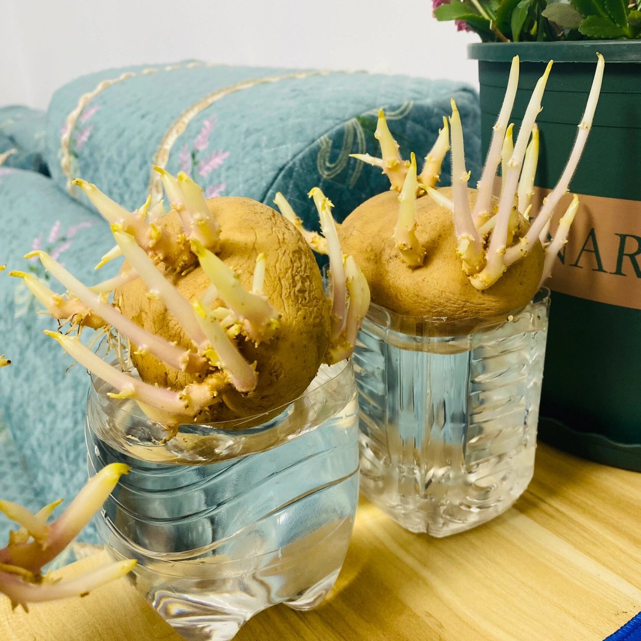 土豆怎么水培种植(土豆怎么水培种植方法)