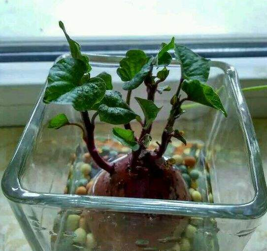 土豆怎么水培种植(土豆怎么水培种植方法)