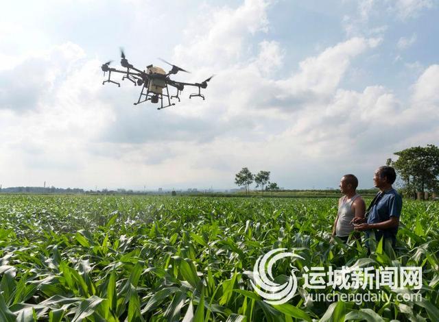 大禹9006玉米种(大禹9006玉米种简介)