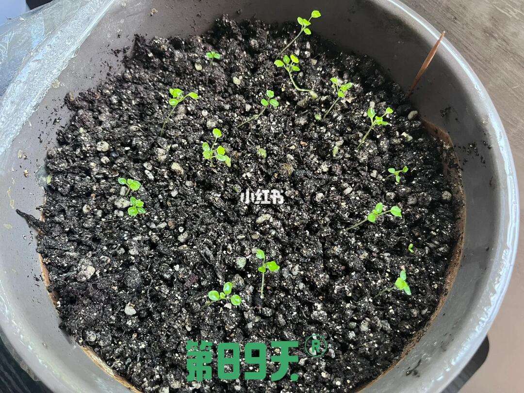 草莓是怎么种的(男生给女生种草莓是怎么种的)
