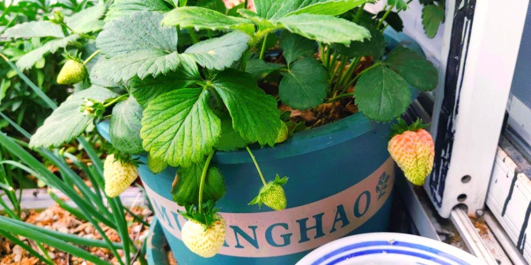 草莓是怎么种的(男生给女生种草莓是怎么种的)