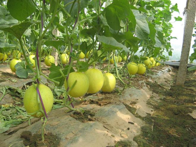 玉米和甜瓜套种植技术(玉米和甜瓜套种植技术区别)
