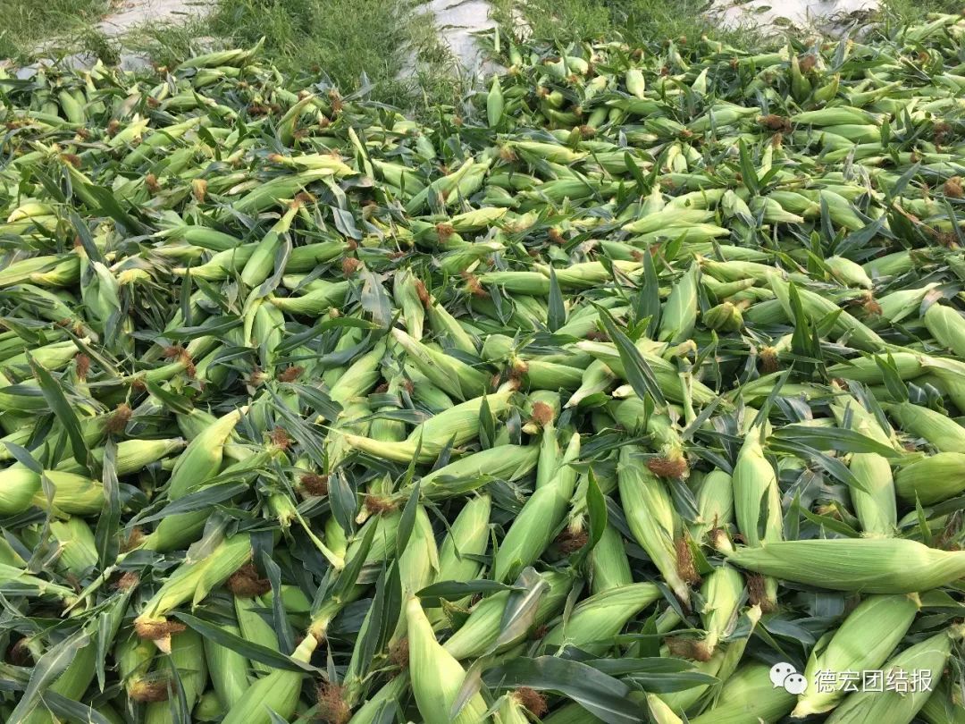 大棚鲜食玉米种植技术(塑料大棚里种玉米能种吗)