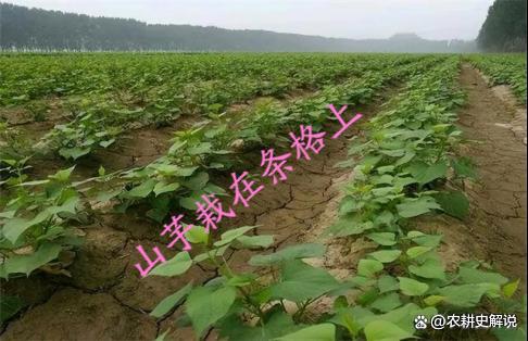 红薯在中国的种植历史(红薯在中国有多少年的历史)