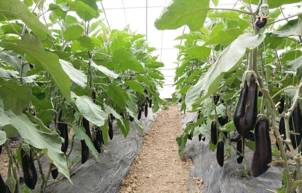 茄子怎么种植挂果多(茄子怎么种植挂果多一点)
